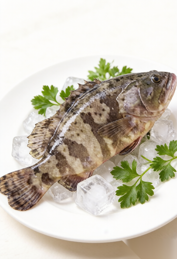 Live Grouper