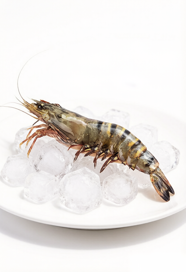 Tiger Shrimp